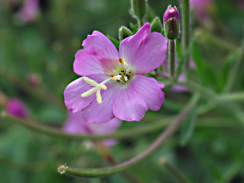 Epilobium sp.